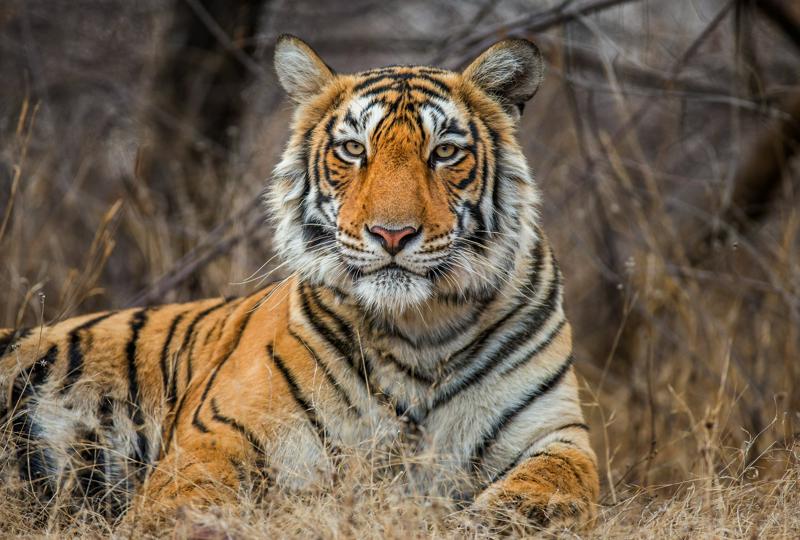 Тигры и золото Индии