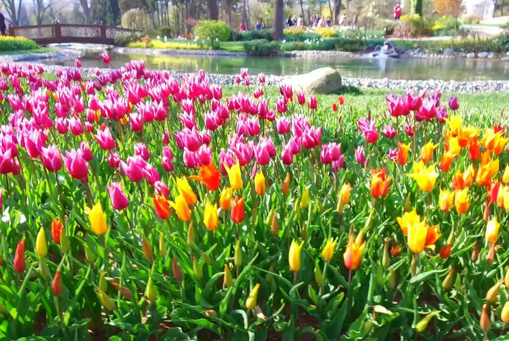 🌷Фестиваль тюльпанов в Стамбуле, вылет 2 апреля🌷